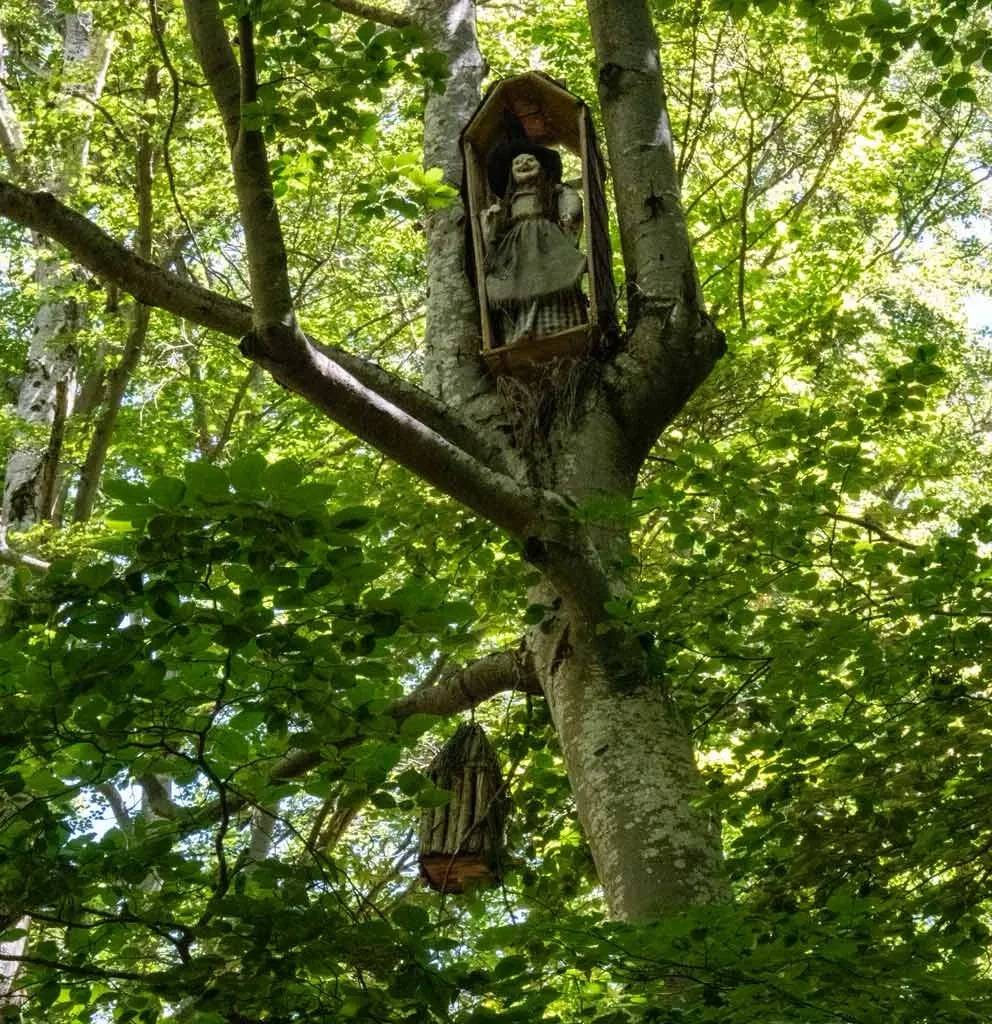 Faedo de Ciñera foto 19