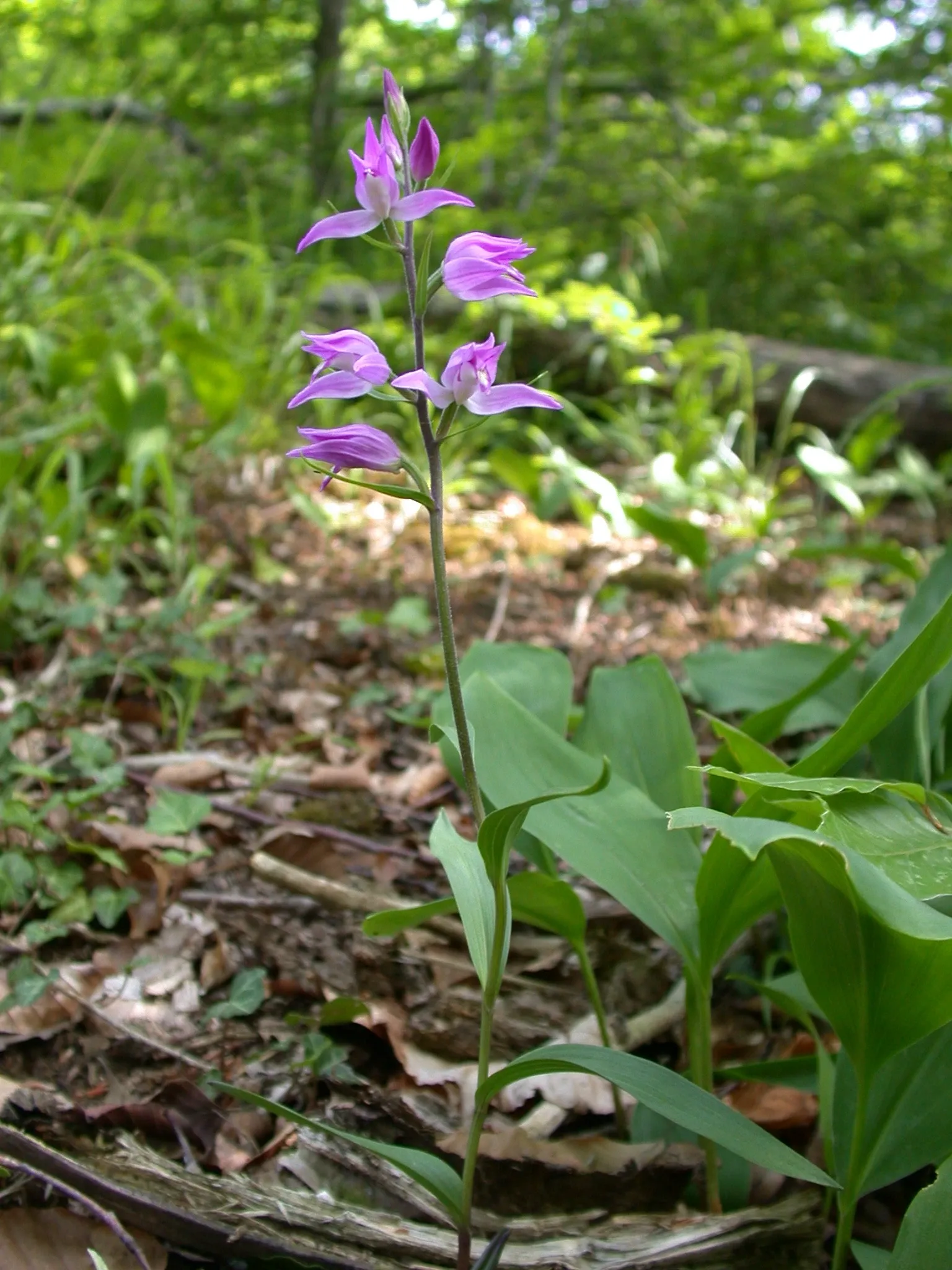 Cephalanthera Rubra