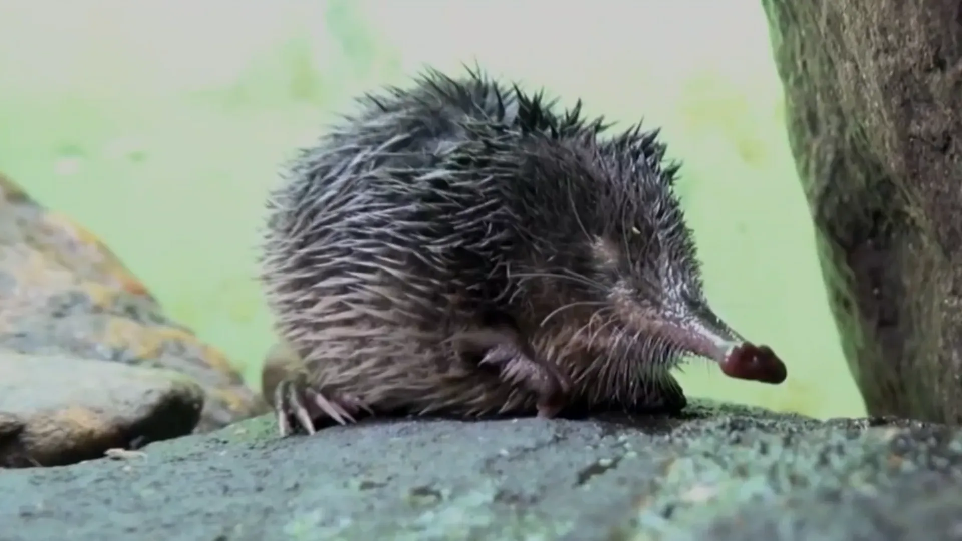 El Desmán Ibérico del Faedo de Ciñera: Tesoro en Peligro