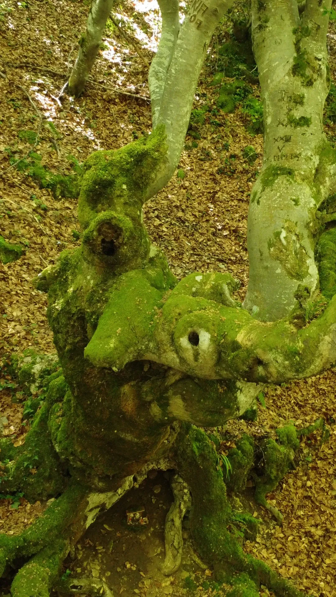 La Magia del Faedo de Ciñera: Un Bosque de Cuento