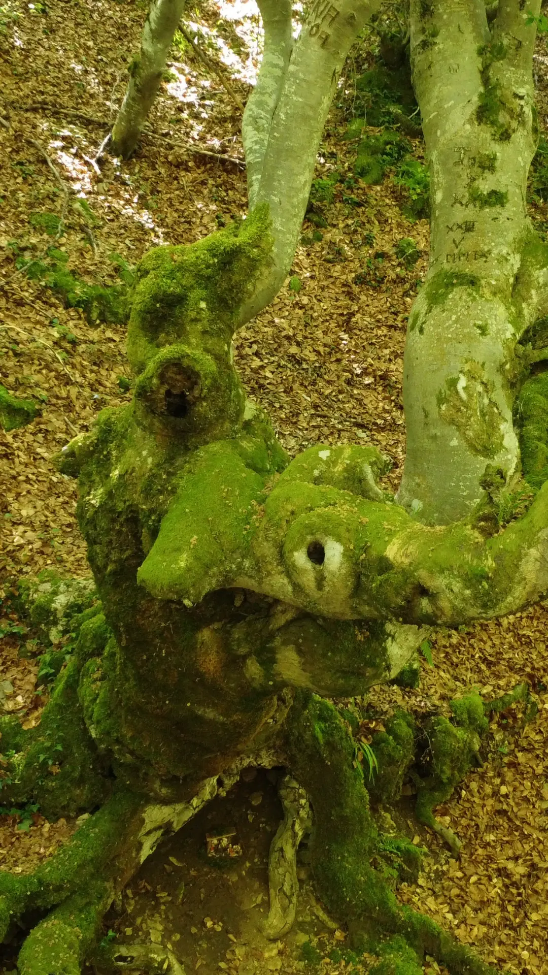 Bosque del Faedo de Ciñera