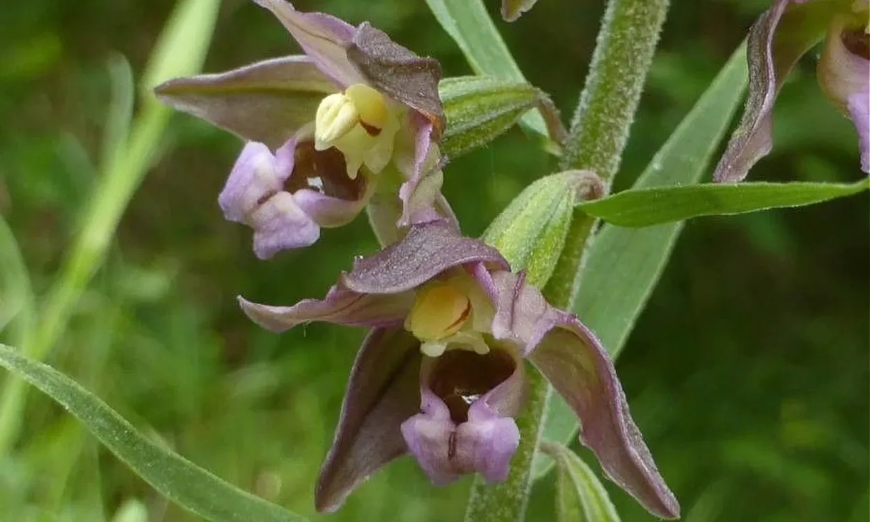 Epipactis Helleborine