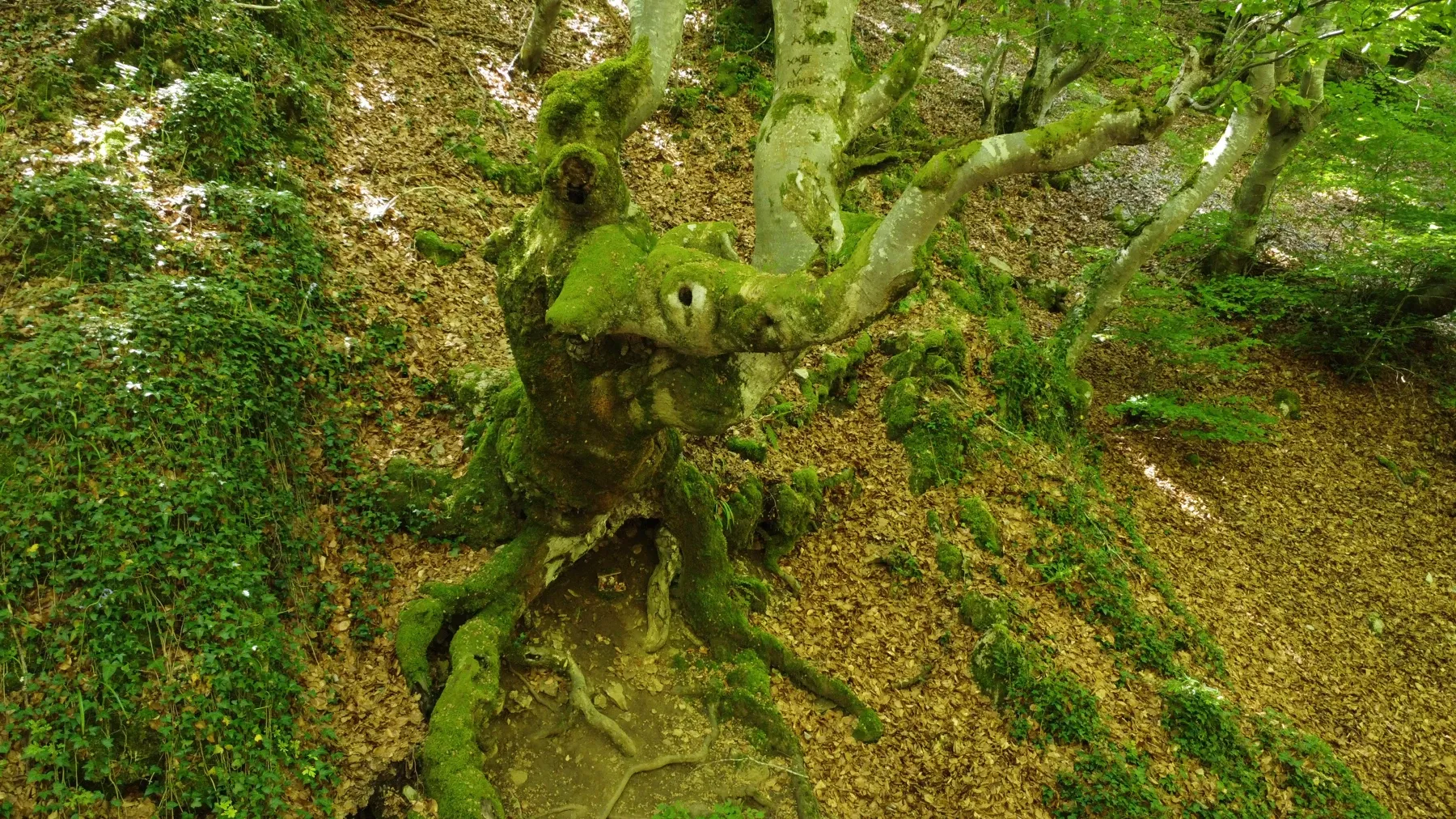 Faedo de Ciñera foto 17