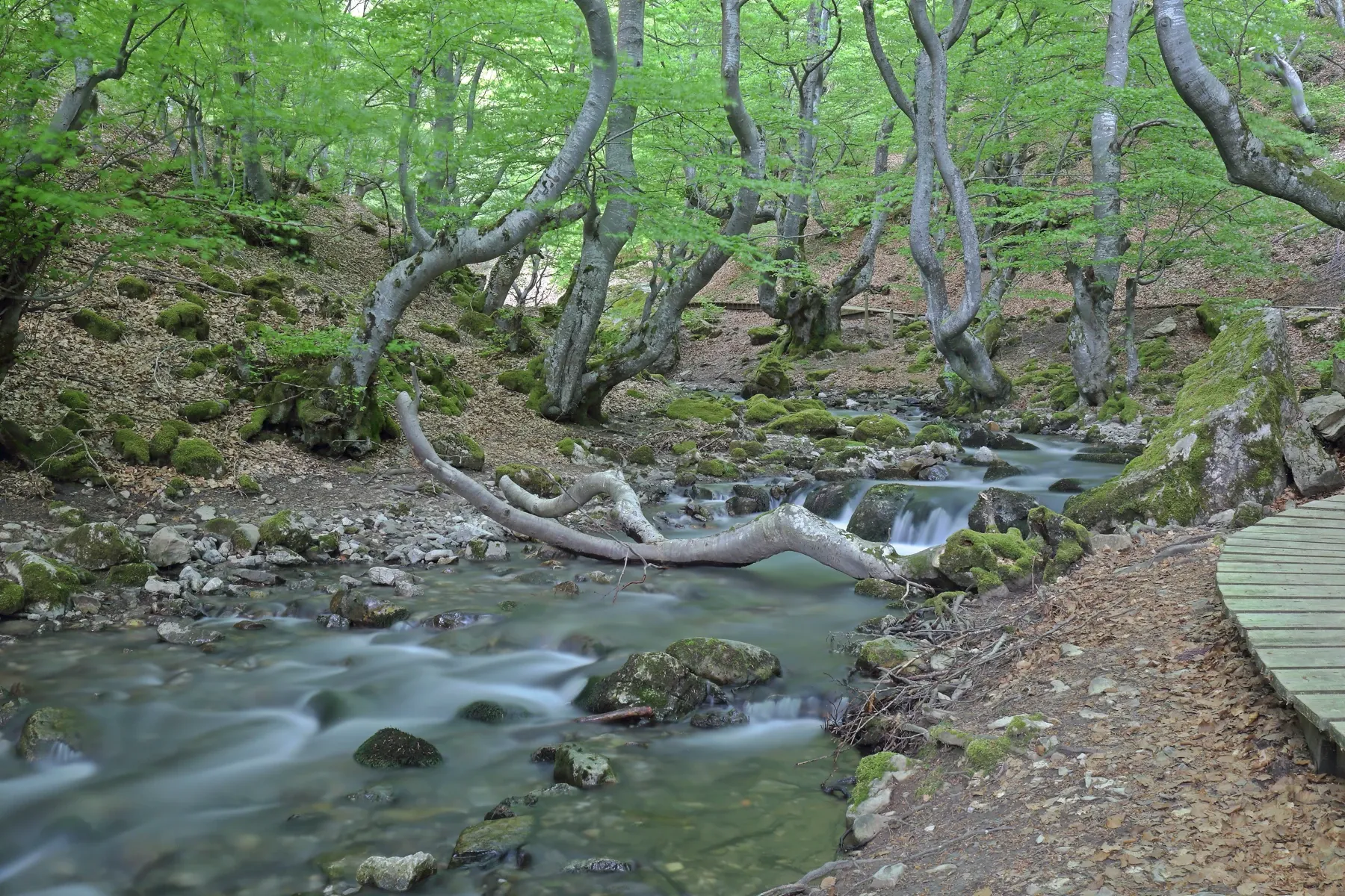Hayedo del Faedo de Ciñera