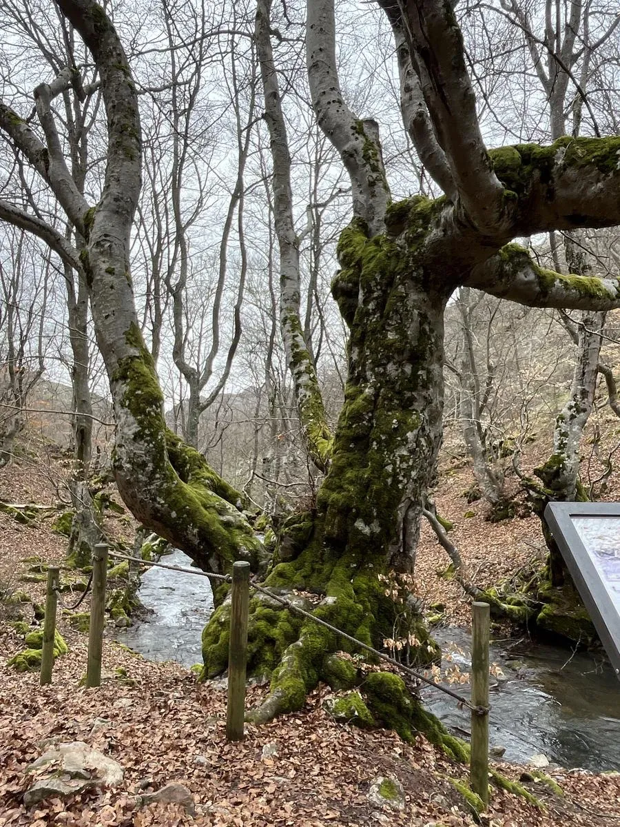 Faedo de Ciñera foto 11