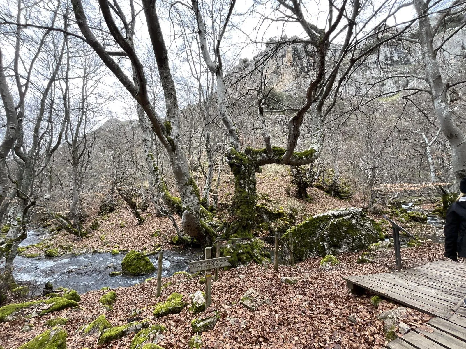 Faedo de Ciñera foto 18